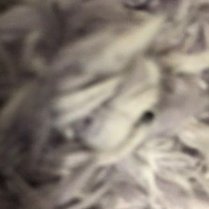 Meet your Posher, Janis